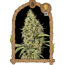 Gipsy Widow (x1)
